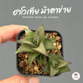รวมอโลและฮาโวเทีย Mix Aloe & Haworthia หลายสายพันธุ์ ส่งทั้งกระถาง cactus&succulent