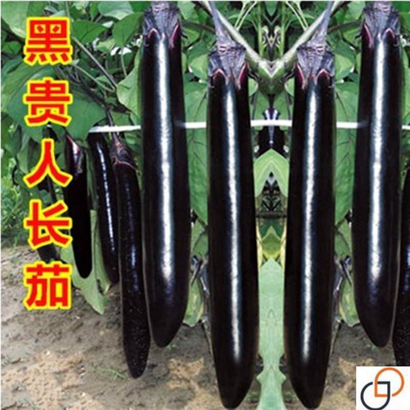 现货热卖蔬菜种子黑贵人长茄种子线茄子种子露天大棚四季种植盆栽Vegetable Seeds Black Noble Long Eggplant Seeds Line Eggplant Seeds202