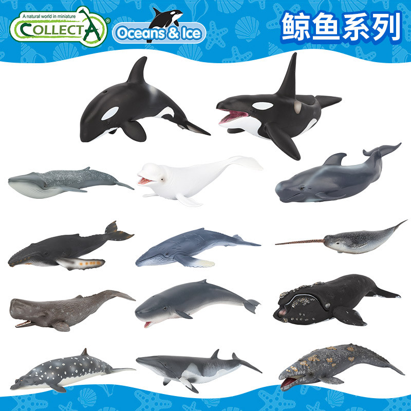 CollectA Me You He Ocean Beluga Blue Whale Smoking Whale Whale เด็กจําลองความรู้ความเข้าใจของเล่นสัต