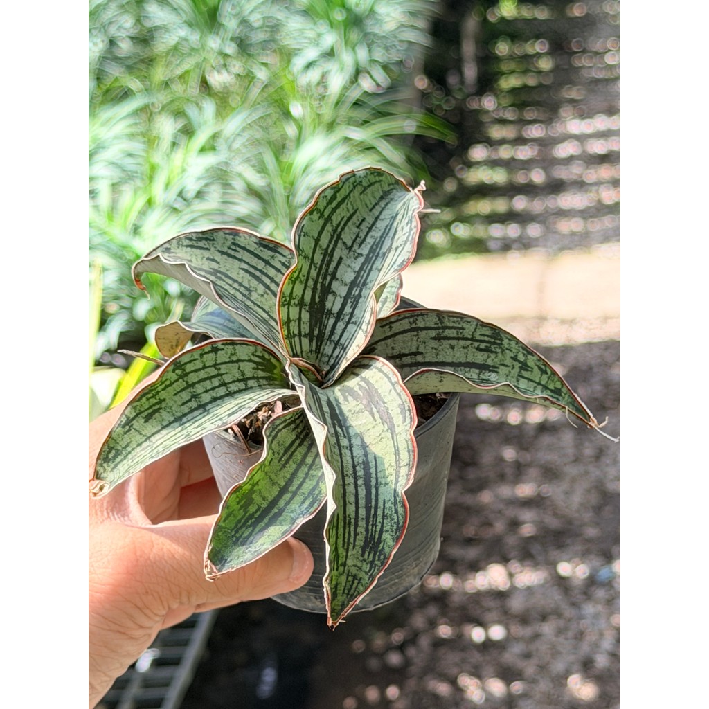 มุมมอง 4