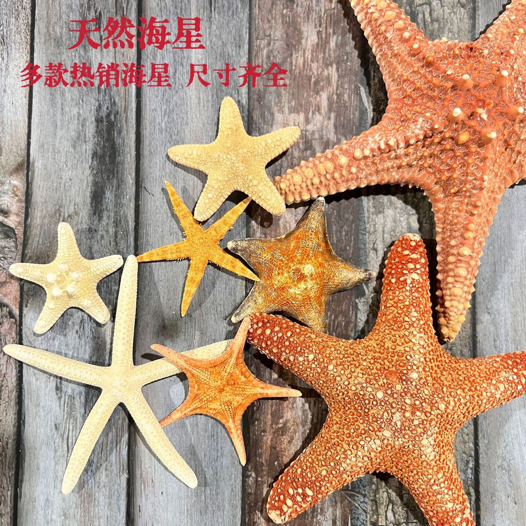 แนะนําโดย Store Manager ปลาดาวธรรมชาติ diy SHELL Conch วัสดุทําด้วยมือปลาดาวอุปกรณ์เสริม SHELL Craft