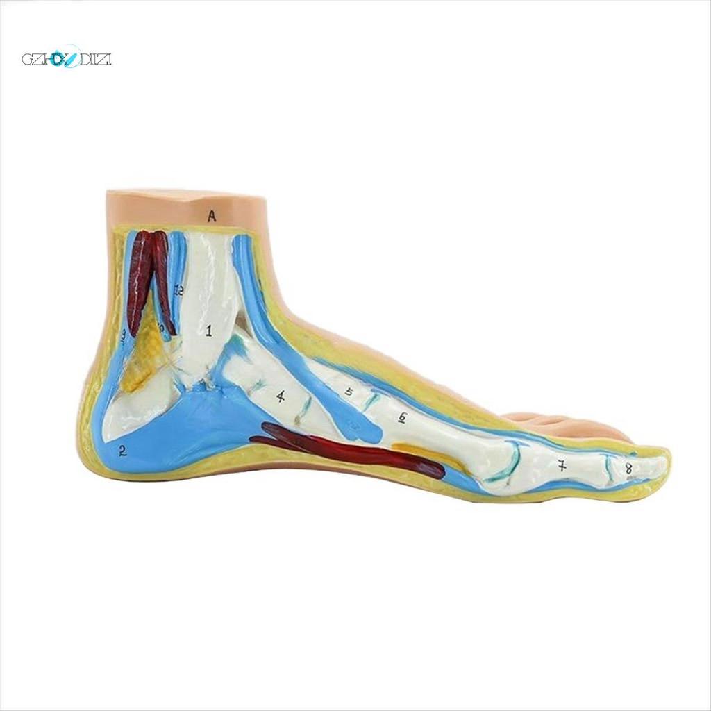 GzhxdiiziFoot Anatomy Model, Human Anatomy Foot Model, Normal Flat Arched Foot Muscle Model Flat Fee