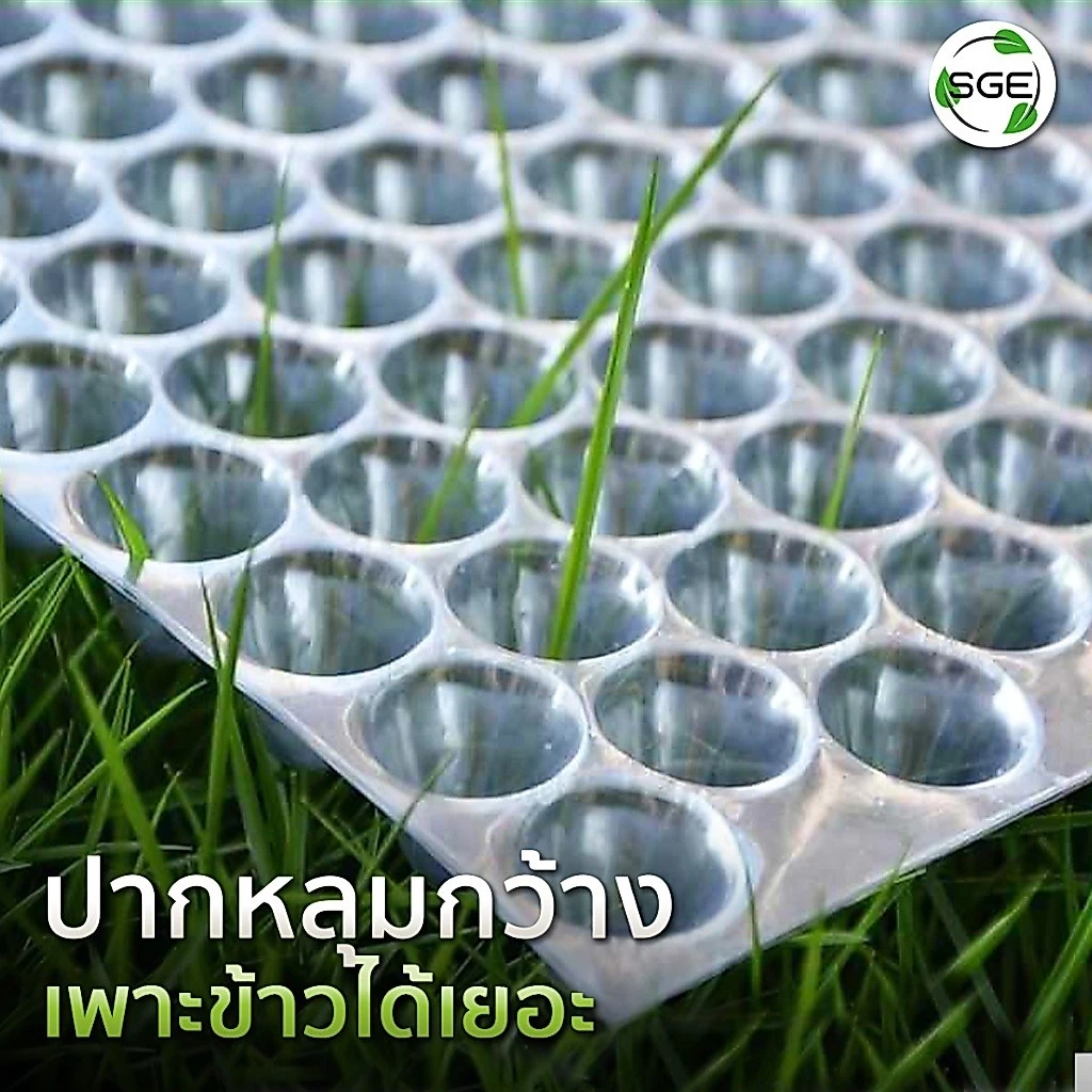 SGE ถาดเพาะกล้า ถาดเพาะชำ เพาะเมล็ด วัสดุ PET หนา ยืดหยุ่น thumbnail 9