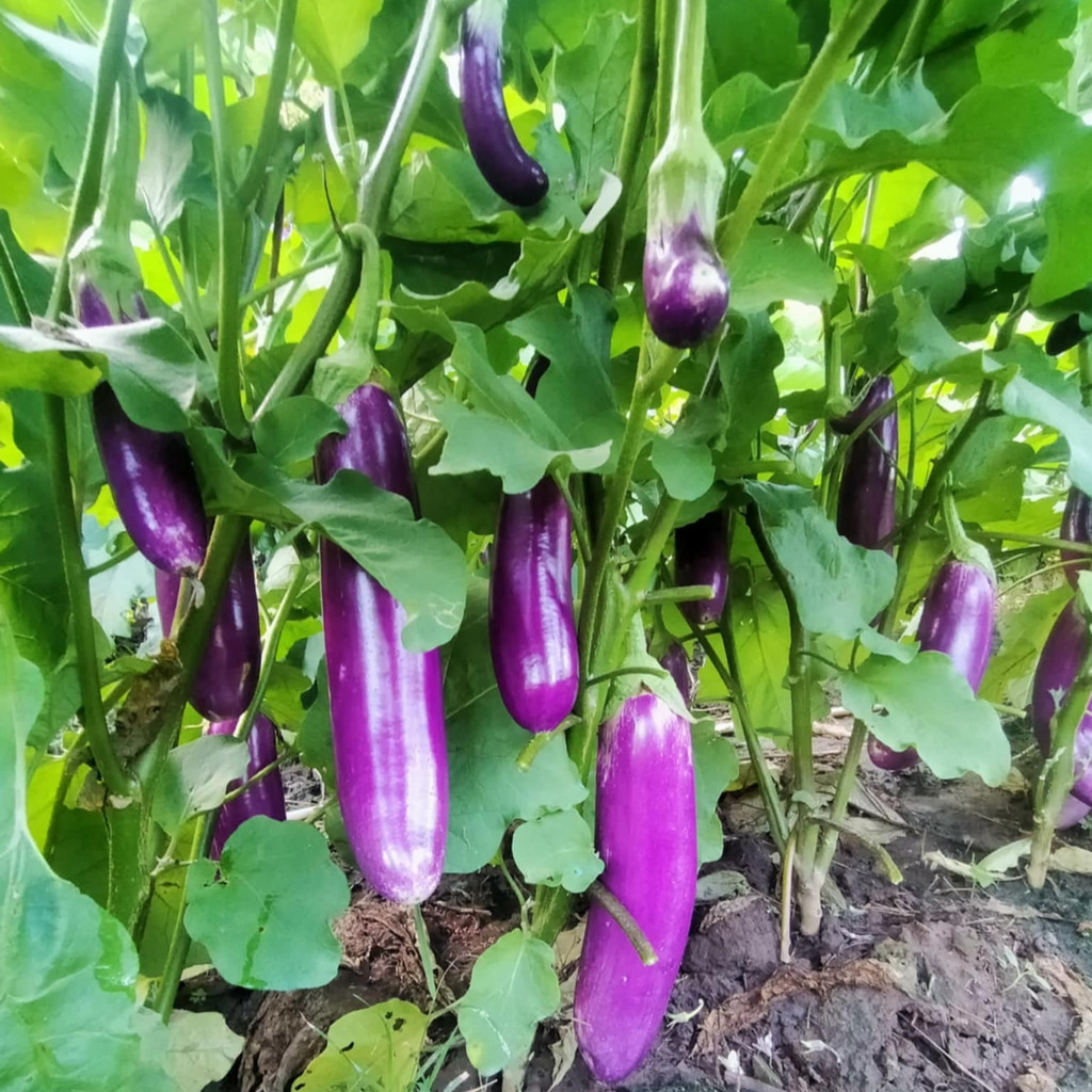 100Seeds มะเขือยาวม่วงเมล็ดพันธุ์ อัตรางอกสูง ต้นแข็งแรง ผลยาว สีม่วงสด เนื้อแน่น เก็บเกี่ยวได้ใน 60–70 วัน - รูปที่ 6