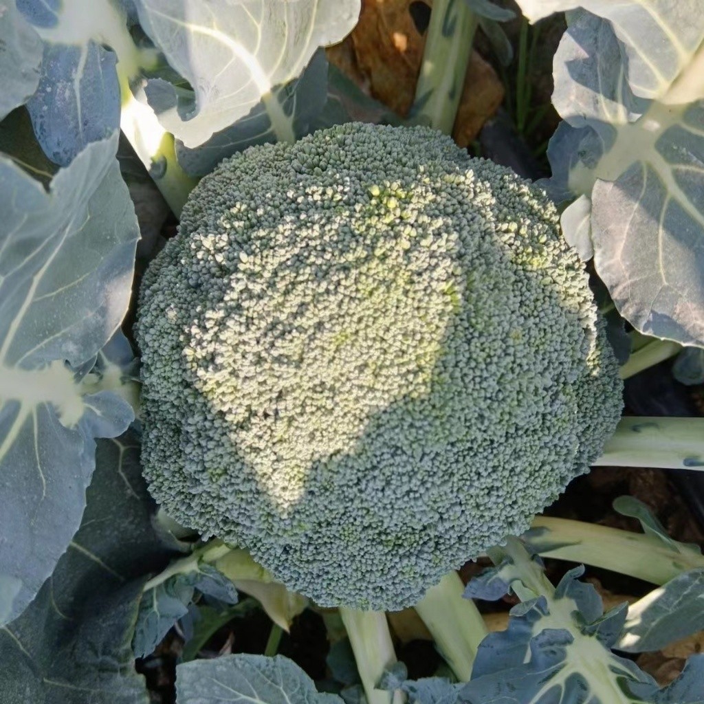 เมล็ดพันธุ์ บล็อคโคลี่ วอลทัม 150 เมล็ด  BROCCOLI SEEDS เมล็ดพันธุ์แท้ นำเข้าจากต่างประเทศ ปลูกผัก สวนครัว ถูกดี - รูปที่ 4