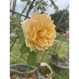 กุหลาบเลื้อยดอกสีเหลือง (Golden Celebration)
