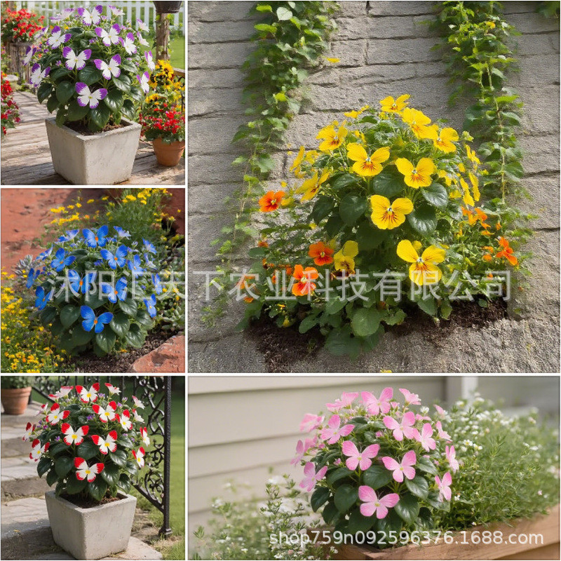 พร้อมสต็อกจัดส่งที่รวดเร็ว [อีคอมเมิร์ซ] Moonlight Butterfly Flower Seed Butterfly Seed Angelinia Fl