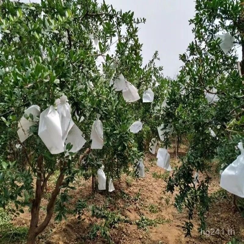 กระเป๋า Ugly สีส้มผลไม้กระเป๋าแมลง Open-air ทับทิม Citrus Bagging Umbilical สีส้มผลไม้ครีมกันแดดกันน