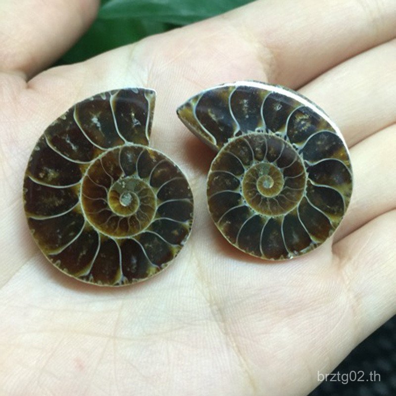 Madagascar Conch Fossil ขนาดเล็กเปิดหอยทาก Ammonite โบราณ Biological Fossil สอนตัวอย่าง---คุณภาพสูง