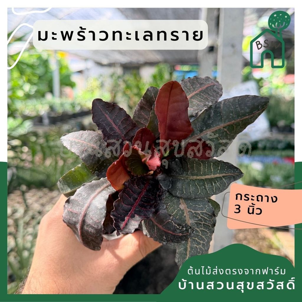 มุมมอง 7