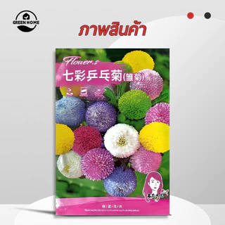 เมล็ดพันธุ์เก๊กฮวยปิงปอง 🎯ดอกเบญจมาศปิงปอง200 เมล็ด🎯การผสมสี🍀ปลูกง่าย📌ออกดอกตลอดปี🍀สวยมาก