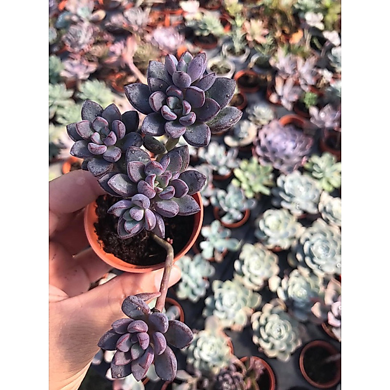 Succulents Sedum Creamy