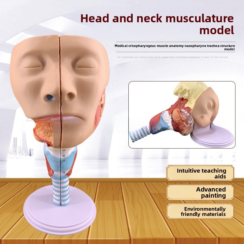 ทางการแพทย์จมูกคอ Trachea Anatomy รุ่น Dysphagia การฟื้นฟูสมรรถภาพการสอน Aid
