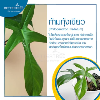 ก้ามกุ้งเขียว (จำนวน 1 ต้น) ไม้ฟอกอากาศ ไม้เลี้ยงน้ำ