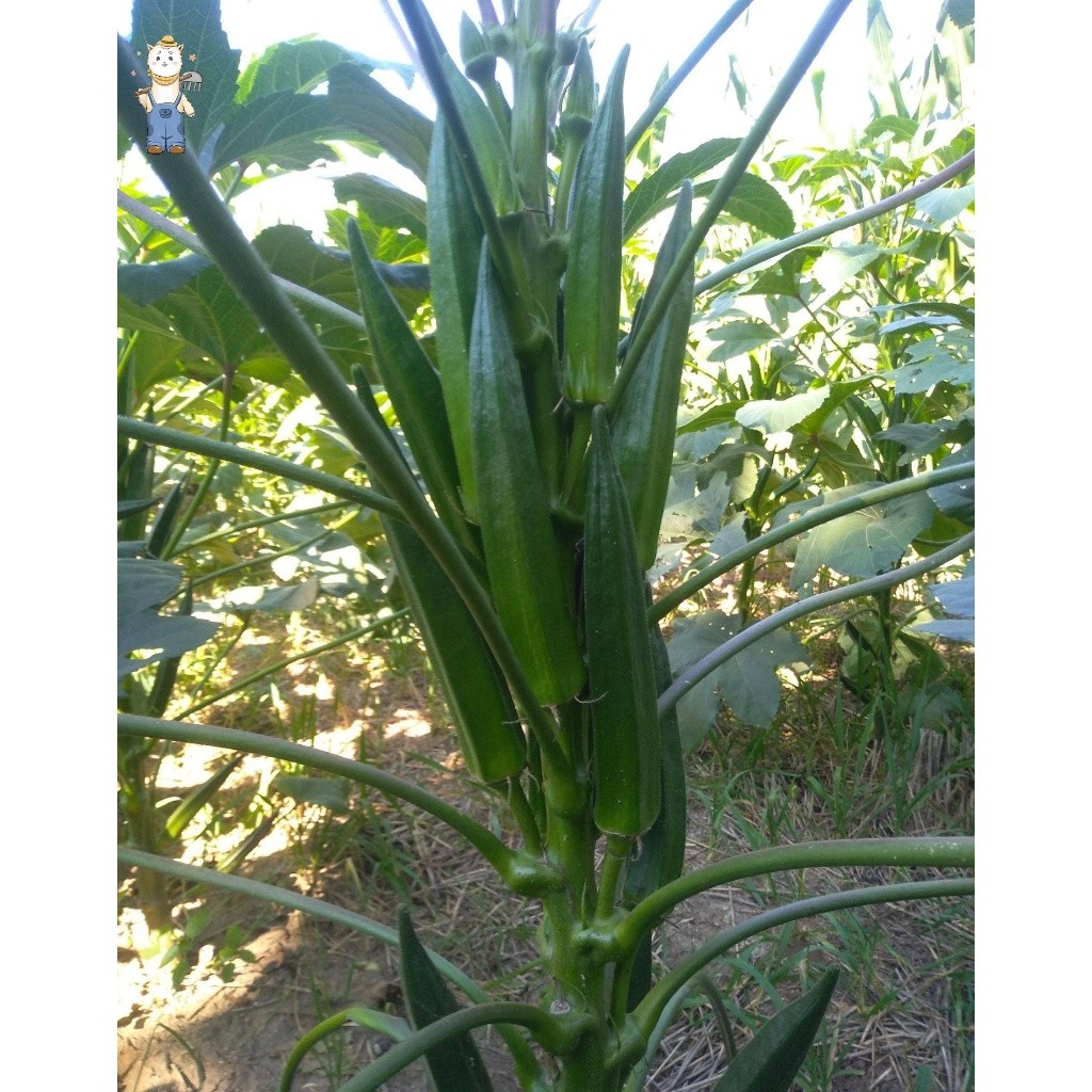 กระเจี๊ยบเขียว 20 เมล็ด ควีนสตาร์  เมล็ดพันธุ์ผัก เมล็ดพันธุ์ เมล็ดพันธุ์อินทรีย์ ปลูกกลางแจ้ง(Okra seeds) - รูปที่ 2