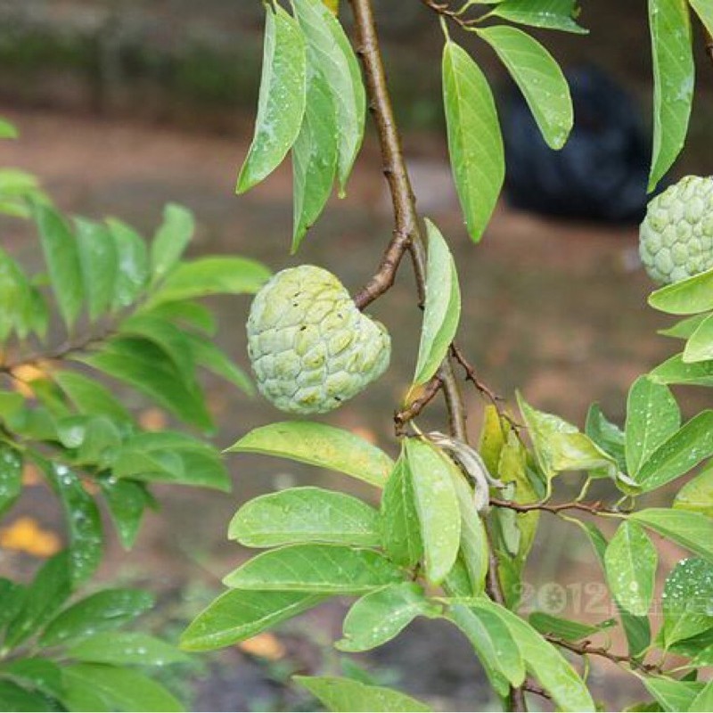 ขายส่ง Southern Tropical Fruit Tree Shakyamuni Seeds Lai Ball Fruit Buddha Head Fruit Ringo Lychee G