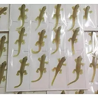 [ 9cm. ] ของเล่นแมว จิ้งจกปลอม ทำจากยางพารา ใช้ หยอกแมว แกล้งแมว เสริมทักษณะ การล่าให้น้องเหมียว