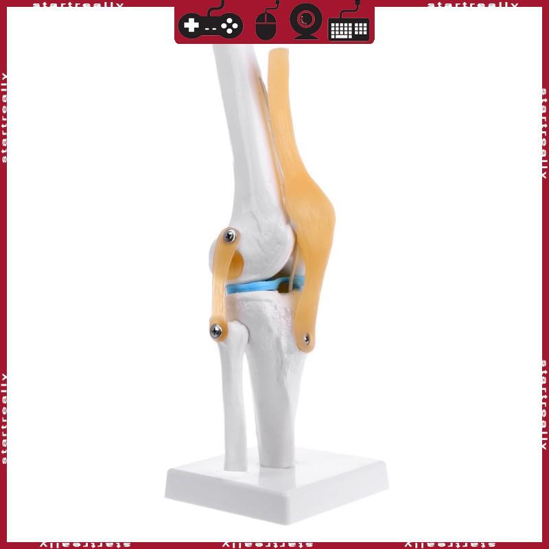 ST Human Anatomical Knee Joint ยืดหยุ่นโครงกระดูกรุ่น Medical Learning Aid Anatomy