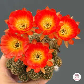 โลบิเวีย ดอกส้มไส้เหลือง Lobivia แคคตัส กระบองเพชร cactus&succulent