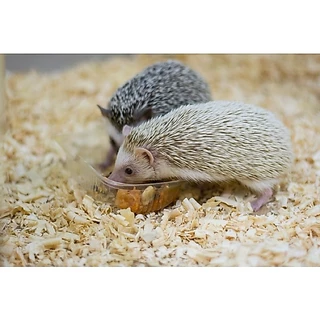 อาหารเม่นแคระ Pet Heng🦔 160g.