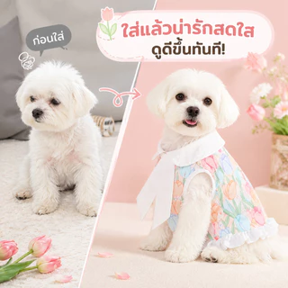 【พร้อมส่ง】เสื้อผ้าสัตว์เลี้ยง ชุดแมว ชุดหมา ลายน่ารักทิวลิปกระต่าย คอปกโบว์สีขาว กระโปรงลูกไม้ ฤดูร้อน XS-XXL