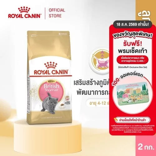 Royal Canin Kitten British Shorthair 2kg อาหารเม็ดลูกแมวพันธุ์บริติช ชอร์ทแฮร์ อายุ4-12เดือน (Dry Cat Food, โรยัล คานิน)