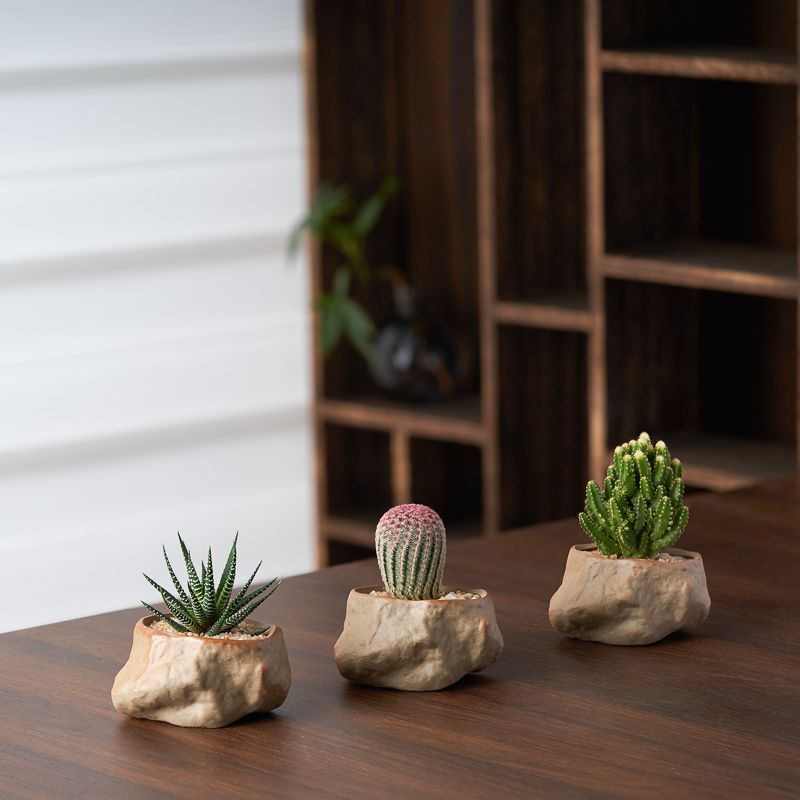 Wanchong Mountain Potted Cactus Succulent Cactus Plant Office Desktop Lazy Green Plant เครื่องประดับ