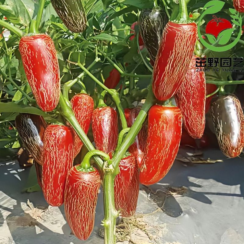 เมล็ดพริกฮ่องกง Yao Harley Prince Jalapeno Seeds เมล็ดพริกดอง A070206280