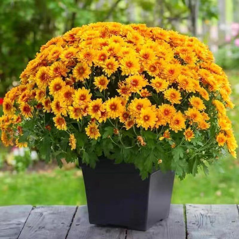 ผมสําเร็จรูปขายดีผสมสี Megalodon Four Seasons Chrysanthemum Seed Double-Petal Chrysanthemum Seed Cou