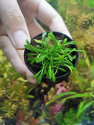 Cryptocoryne​ pava mini คริป พาวา- พาวามินิ ต้นไม้น้ำพร้อมปลูก ต้นไม้ตกเเต่งตุ้ปลา(กรุณ่อ่านรายละเอียดก่อนสั่ง)