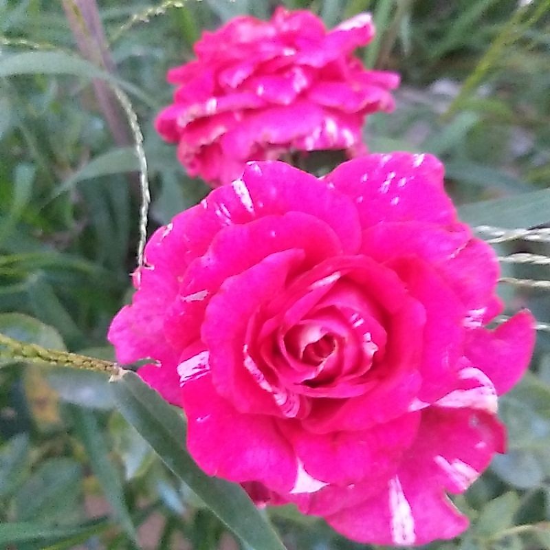 กุหลาบ นิลไดมอล หอมแรง เลี้ยงง่าย ดอกใหญ่ รูปที่ 3