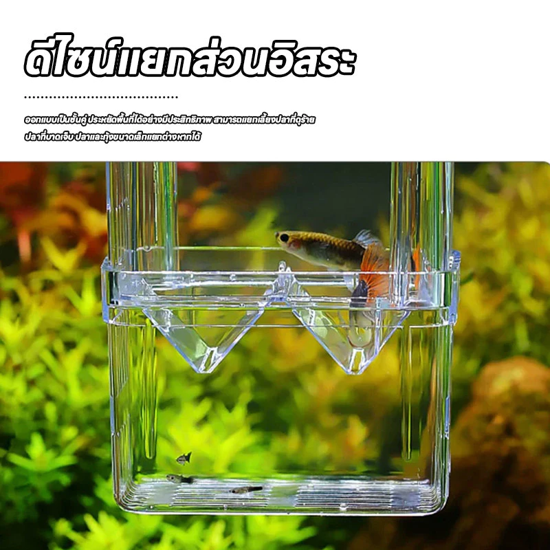 กล่องแยกปลา ตู้แยกปลาคลอดลูก แยกได้ 2 thumbnail 6