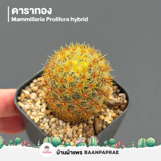 รวมกระบองเพชรและไม้อวบน้ำ #2 หลากหลายสายพันธุ์ ส่งทั้งกระถาง cactus&succulent