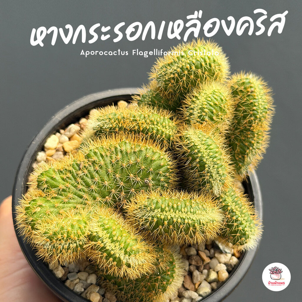 หางกระรอกเหลืองคริส Aporocactus Flagelliformis Cristata กระบองเพชร ไม้อวบน้ำ Cactus&Succulent
