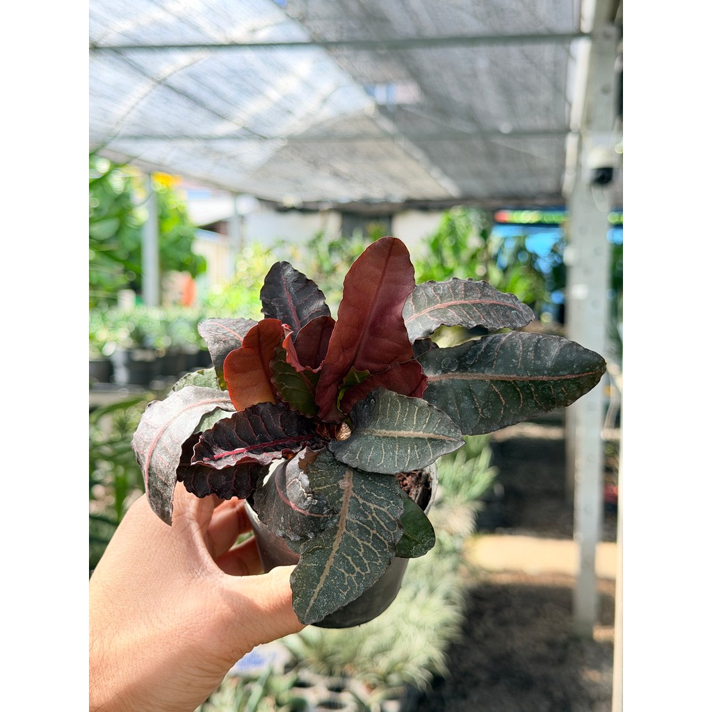 มุมมอง 3