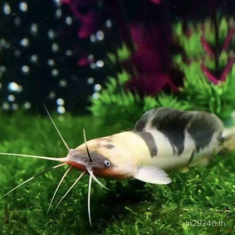 Lucky Cat Thunder Arowana Mullet Silver Arowana ปลาสวยงาม Clown Raptor Golden Arowana Golden Mullet 