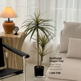 [พร้อมส่ง] Jnihouse : Dragon tree แถมตะกร้าสาน (Dracaena marginata)