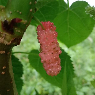 กิ่งหม่อนพันธ์ุดำออสตุรกี