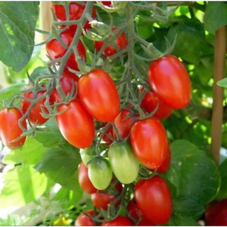 เมล็ด มะเขือเทศ เชอรี่ สวีทเกิร์ล ( Red Cherry Tomato Sweet Girl Seed ) บรรจุ 40 เมล็ด ทรงรี เนื้อแดง รสหวาน นิยมกินสด ผ
