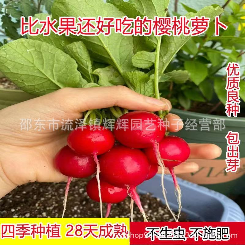 现货热卖樱桃萝卜种子甜脆四季水果萝卜阳台盆栽庭院早熟易种蔬菜种子Cherry radish seeds, sweet and crisp, all-season fruit radish, Yang.