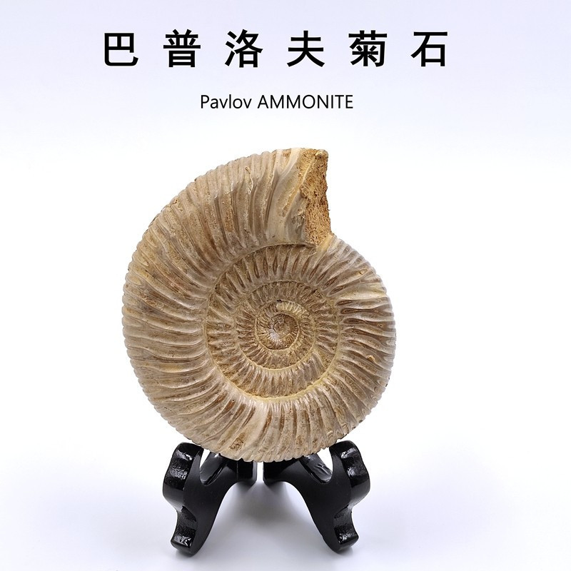 ธรรมชาติ Baplov Ammonite โบราณ Biological Fossil Ammonite Fossil เครื่องประดับวิทยาศาสตร์ยอดนิยมเด็ก
