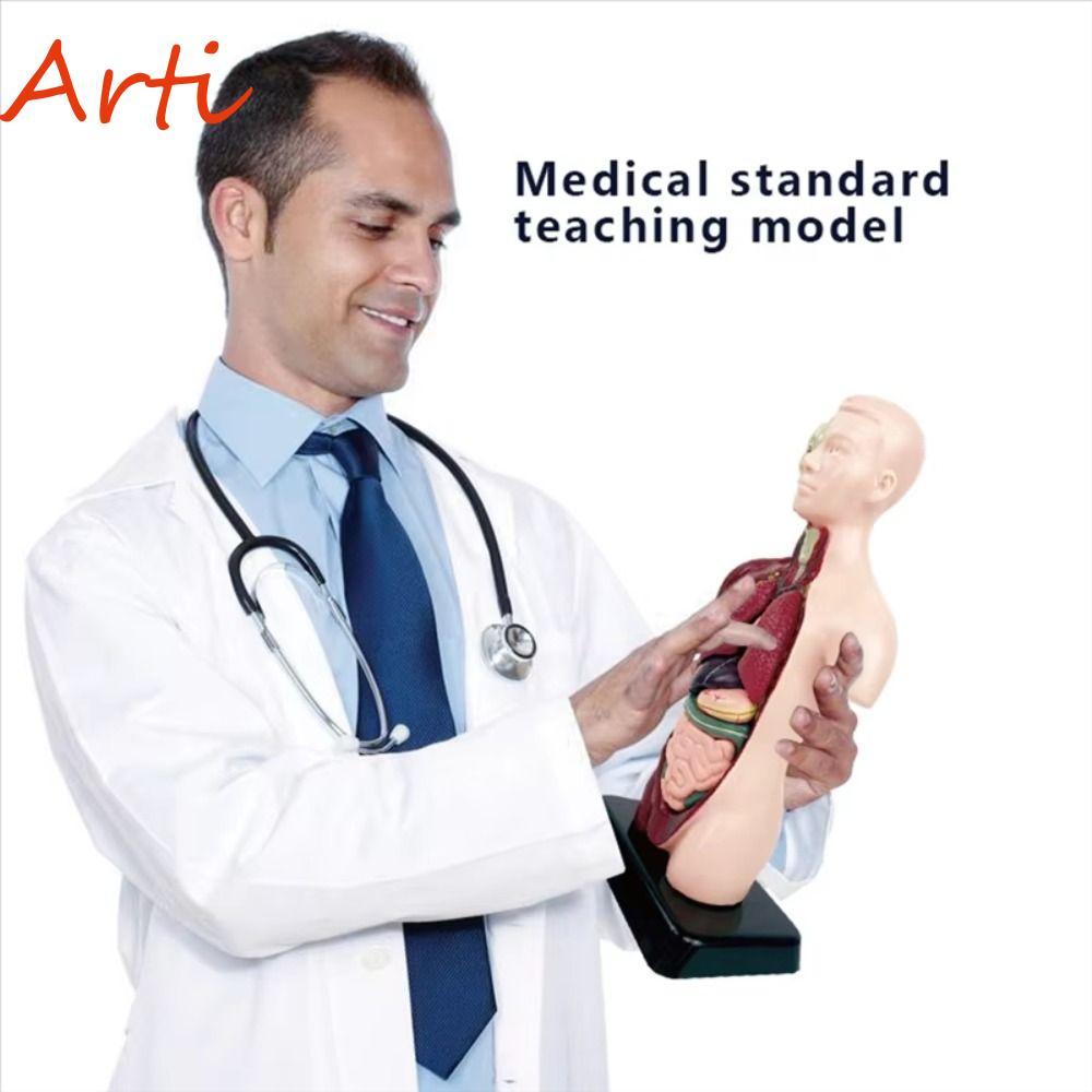 ARTI ลําตัวมนุษย์ Anatomy รุ่น,พลาสติก DIY หุ่น Human Body การศึกษา Prop, Anatomy ออร์แกนการสอนเครื่