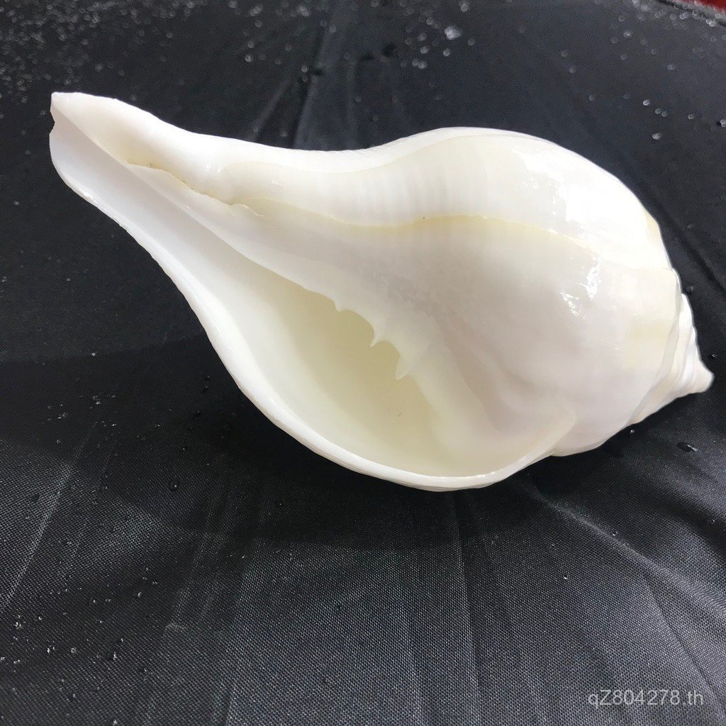 10-12 Conch เปลือกอินเดียธรรมชาติสีขาว Conch ขวา cm เกลียวเนปาลตะกั่วเกลียวบูชา UYEK