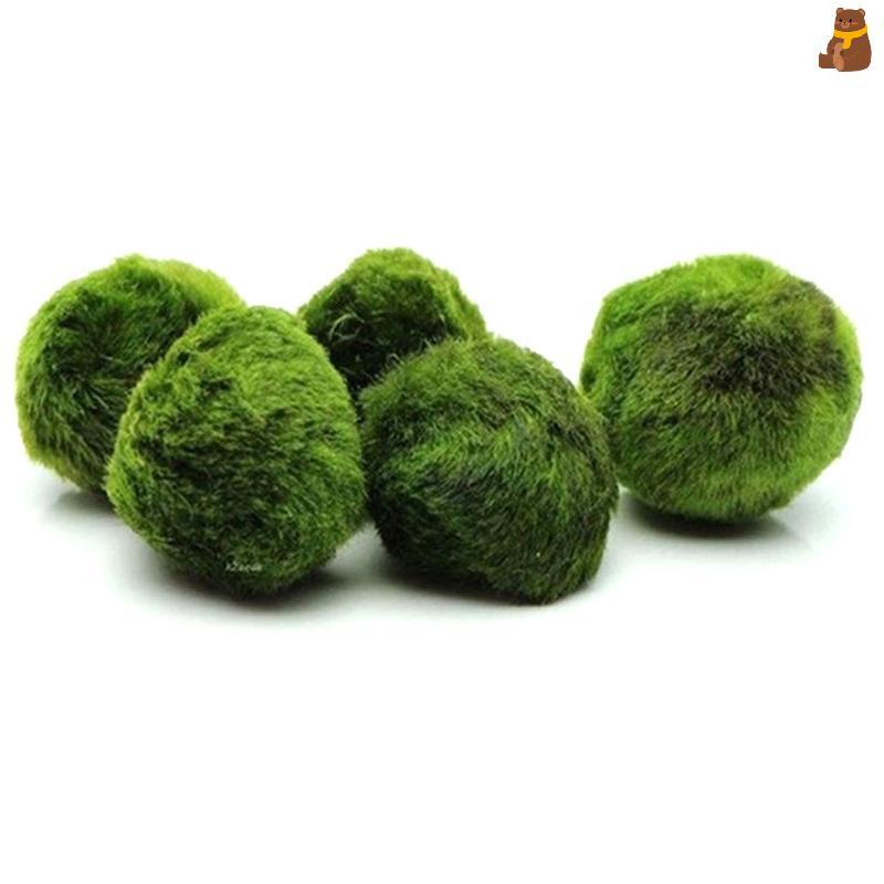 [TA] 2-3 ซม. Marimo Moss Balls Live Aquarium พืชสาหร่ายปลากุ้งถังเครื่องประดับ TH