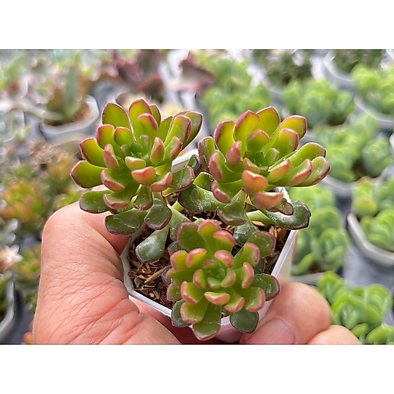 Sedum Joyce Tulloch ไม้อวบนำ้ น่ารักๆ กระถาง 2 นิ้ว รูปที่ 3