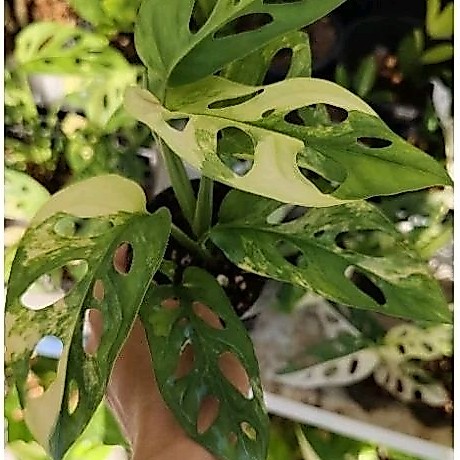 พลูฉลุด่างเหลือง Monstera Adansonii ต้นสวยๆ เลือกต้นได้ค่ะ