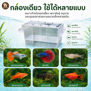 กล่องแยกปลา กล่องอนุบาลปลา ผสมพันธุ์ปลา แยกแม่ปลาและลูกปลา ติดกระจกด้วยจุ๊บดูด สำหรับเลี้ยงหรือแยกปลา