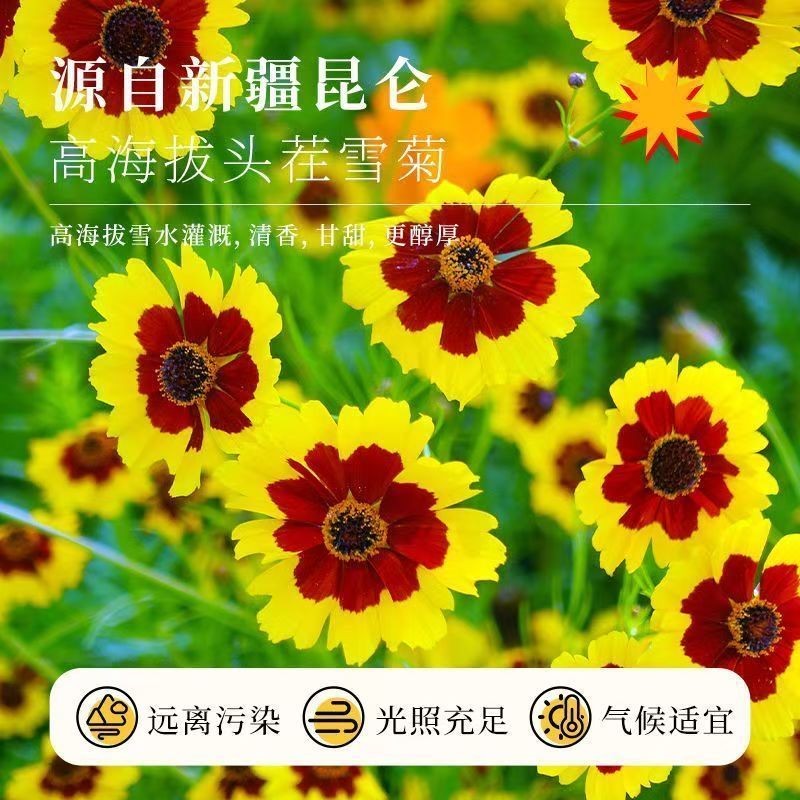 General Master Queen Snow Chrysanthemum แท้ Xinjiang Tianshan Snow Chrysanthemum ทารกในครรภ์ลบ Fire 