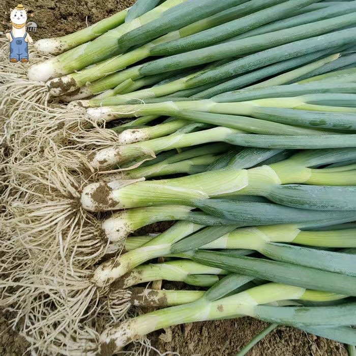 300 เมล็ด เมล็ดพันธุ์ ต้นหอมญี่ปุ่น Giant Green Onion Seed - เมล็ดพันธุ์ ต้นหอม บรรจุ คุณภาพดี ราคาถูก - รูปที่ 2