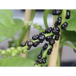 เมล็ดผักปรัง ผักปลัง ผักปัง ราคา 9 บาท 30 เมล็ด (10 แถม 1 คละได้ )